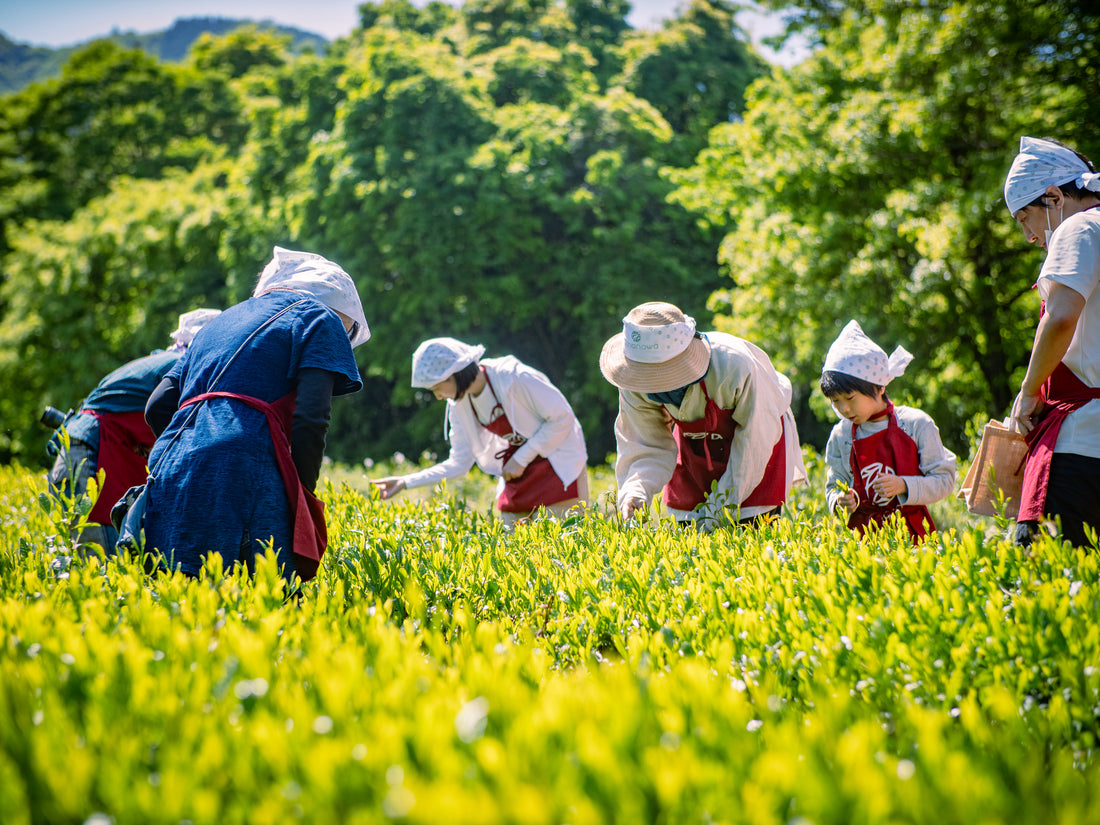 ゴールデンウィークの新茶摘み体験レポート ～初夏の風に包まれて、新茶を摘む特別な一日～